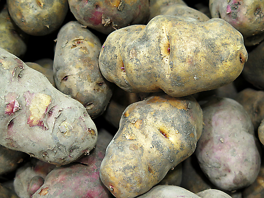 포토 JPG 해외이미지 잡화 지구 음식 백그라운드 농업 다이어트 채소 재료 자연 감자 건강 요리 사람없음 초록색 농장 갈색 노란색 쌓기 에너지 수확 신선 그룹 시장 상품 다발 먹기 유기농 질감 날것 뿌리 흙더미 슈퍼마켓 내추럴 점심식사 녹말 밭일 숙성 채식주의자 탄수화물 페루 해외포토 웰빙 산업 컬러 모션 상점 식사 흙 남아메리카 생태계 채식 파일형식 더미 이미지허브