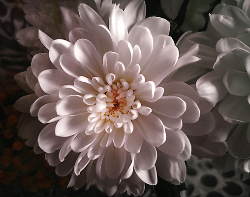 포토 JPG 해외이미지 식물 꽃잎 꽃 행복 분홍색 꽃다발 백그라운드 꽃무늬 텍스트 자연 국화 선물 사람없음 장식 빨간색 초록색 컬러풀 태양 뷰티 장미 노란색 정원 보라색 봄 흰색 개화 닫기 혼합 오브젝트 보케 해외포토 자연요소 계절 감정 컬러 무늬 모션 생태계 파일형식 이미지허브