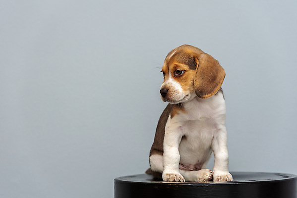 포토 JPG 해외이미지 동물 응시 공원 행복 백그라운드 포유류 자연 놀이 주택 털 사랑 성인 사람없음 야외 친구 반려동물 갈색 귀여움 봄 우정 흰색 개 달콤 강아지 작음 혀 흰배경 사냥개 비글 슛 몸단장 송곳니 거짓말 고립 기르기 유래 해외포토 시선 계절 공공시설 감정 컬러 컨셉 관계 사람 건물 입 맛 치아 크기 생태계 돌봄 파일형식 이미지허브