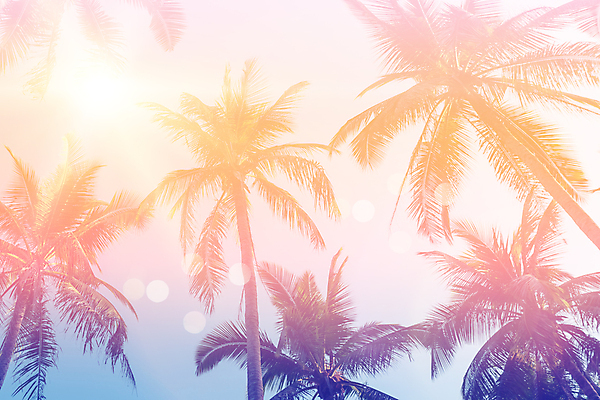 포토 JPG 해외이미지 주간 하늘 사람없음 야외 여름 야자수 햇빛 여름풍경 해외포토 자연요소 나무 계절 풍경 태양 파일형식 여름_계절 이미지허브