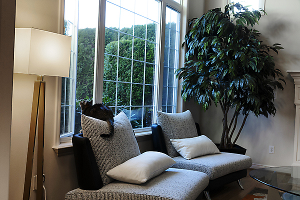 포토 JPG 해외이미지 식물 동물 응시 의자 창문 포유류 가족 아침 주택 털 실내 사람없음 내부 반려동물 햇빛 스크린 고양이 봄 방 회색 램프 기다림 관목 사냥 얼룩무늬 리빙 해외포토 주간 나무 시선 계절 컬러 가구 무늬 관계 모션 조명 건물 태양 파일형식 이미지허브