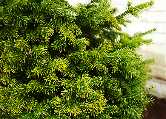 포토 JPG 해외이미지 나무 식물 백그라운드 자연 새로움 사람없음 야외 목재 장식 초록색 빛 맑음 봄 성장 나뭇가지 신선 숲 질감 상록수 침엽수 전나무 가문비나무 해외포토 계절 컬러 컨셉 재료 날씨 생태계 파일형식 이미지허브