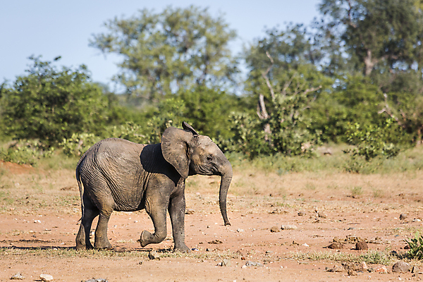 포토 JPG 해외이미지 동물 야생동물 새끼 포유류 모션 아프리카 자연 코끼리 국립공원 사람없음 가로 관광지 달리기 걷기 황무지 보호 사파리 남아프리카 보츠와나 보호구역 해외포토 멸종위기종 공원 나라 여행 컨셉 생태계 구역 파일형식 이미지허브