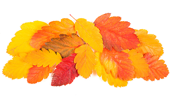 포토 JPG 해외이미지 단풍 낙엽 사람없음 오브젝트 해외포토 잎 파일형식 이미지허브