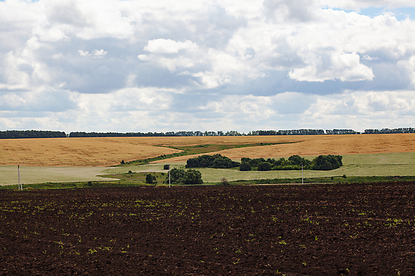포토 JPG 해외이미지 나무 산업 농업 자연 파노라마 사람없음 초록색 노란색 흙 시골 땅 시리얼 밀 허브 언덕 해외포토 식물 음식 컬러 곡류 촬영기법 생태계 파일형식 이미지허브