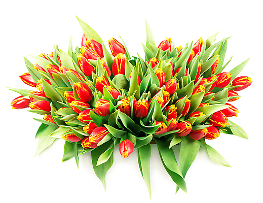 포토 JPG 해외이미지 여러송이 잎 봄꽃 실내 사람없음 튤립 가득함 흰배경 해외포토 식물 꽃 다수 백그라운드 내부 봄 흰색 파일형식 이미지허브