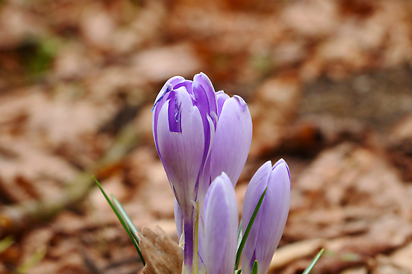 포토 JPG 해외이미지 식물 계절 공원 꽃 분홍색 백그라운드 꽃무늬 자연 아침 조명 산 사람없음 야외 빛 컬러풀 태양 뷰티 환경 보라색 일몰 봄 벚꽃 개화 제비꽃 언덕 내추럴 해외포토 주간 자연요소 공공시설 컬러 무늬 노을 생태계 파일형식 이미지허브