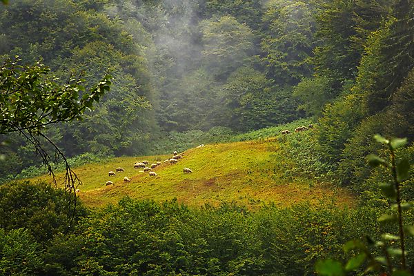 포토 JPG 해외이미지 나무 식물 동물 공원 밭 농업 자연 하늘 산 풍경 사람없음 야외 초록색 농장 농경지 환경 계곡 가축 시골 신선 양 군중 저녁 숲 방목 땅 언덕 양고기 내추럴 밭일 해외포토 공공시설 산업 컬러 포유류 육류 사람 축산업 야간 생태계 파일형식 이미지허브