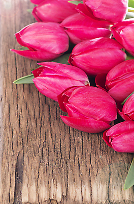 포토 JPG 해외이미지 여러송이 봄꽃 실내 사람없음 튤립 나무배경 해외포토 꽃 다수 백그라운드 내부 봄 파일형식 이미지허브