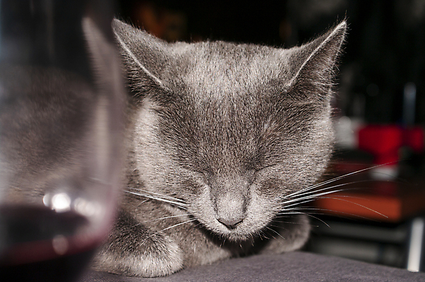 포토 JPG 해외이미지 동물 여자 행복 얼굴 음식 포유류 가족 관계 자연 유리 놀이 탁자 휴식 주택 건강 사람없음 반려동물 머리 와인 식사 고양이 회색 신선 잠 보호 먹기 유기농 낮잠 수의사 소셜 헬프 해외포토 웰빙 감정 컬러 가구 컨셉 모션 재질 주류 사람 건물 신체부위 의사 도움 생태계 파일형식 이미지허브