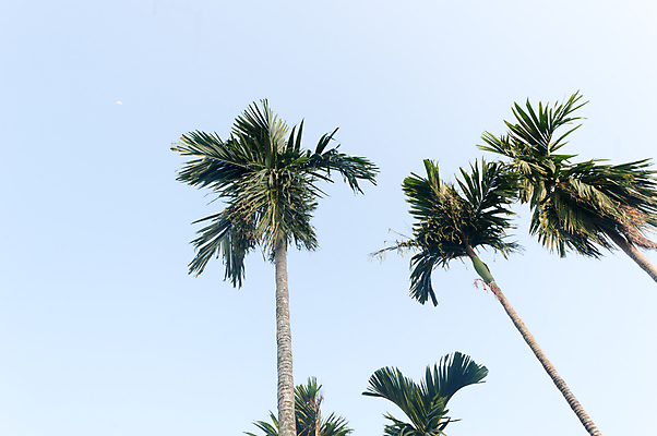 포토 JPG 해외이미지 계절 바다 로우앵글 섬 여행 백그라운드 단풍 자연 하늘 바람 휴가 사람없음 세로 초록색 컬러풀 야자수 햇빛 태양 맑음 황혼 일몰 봄 열대과일 환경보전 천국 카리브해 열대기후 해외포토 자연요소 나무 뷰포인트 컬러 잎 과일 날씨 노을 사회이슈 생태계 파일형식 이미지허브