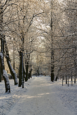 포토 JPG 해외이미지 나무 계절 공원 유럽 여행 백그라운드 크리스마스 겨울 자연 하늘 아침 날씨 풍경 사람없음 야외 환경 냉동 얼음 침묵 추위 흰색 눈송이 숲 12월 서리 장면 내추럴 폭설 눈내림 겨울풍경 해외포토 주간 자연요소 식물 공공시설 기념일 나라 컬러 눈_날씨 소리 날짜 자연재해 생태계 파일형식 이미지허브