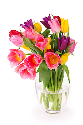 포토 JPG 해외이미지 여러송이 잎 봄꽃 유리 실내 사람없음 물 꽃병 튤립 흰배경 담기 해외포토 자연요소 식물 꽃 다수 백그라운드 모션 재질 내부 봄 흰색 파일형식 이미지허브