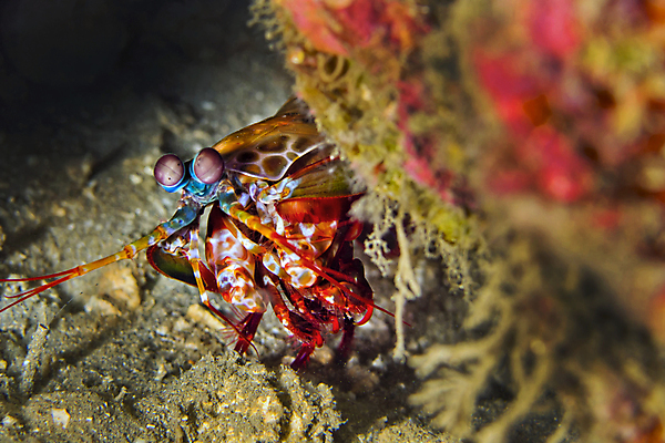포토 JPG 해외이미지 동물 아시아 야생동물 바다 자연 사람없음 컬러풀 뷰티 환경 바닷속 수중 다양 산호 잠수함 환경보전 생태계 다이빙 생물학 인도네시아 암초 깊이 동물상 생태학 해외포토 교육 나라 컬러 다수 조형물 수영 자포동물 사회이슈 수중스포츠 파일형식 이미지허브
