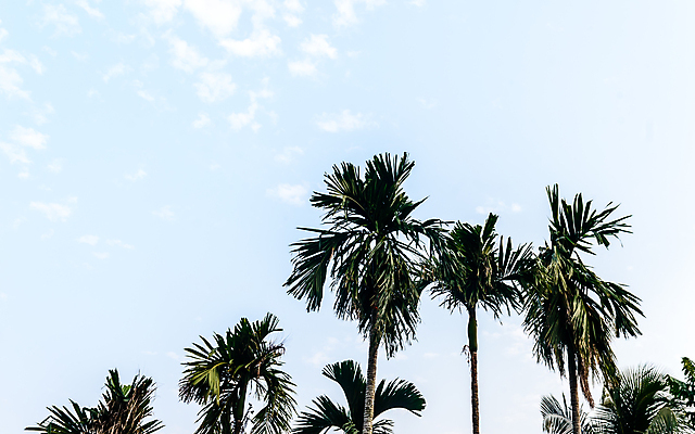 포토 JPG 해외이미지 나무 계절 바다 로우앵글 섬 여행 백그라운드 자연 하늘 휴가 사람없음 야외 초록색 여름 파란색 관광지 야자수 햇빛 태양 환경 맑음 일몰 봄 열대과일 환경보전 천국 열대기후 이국적 해외포토 자연요소 식물 뷰포인트 컬러 과일 날씨 노을 사회이슈 생태계 파일형식 이미지허브