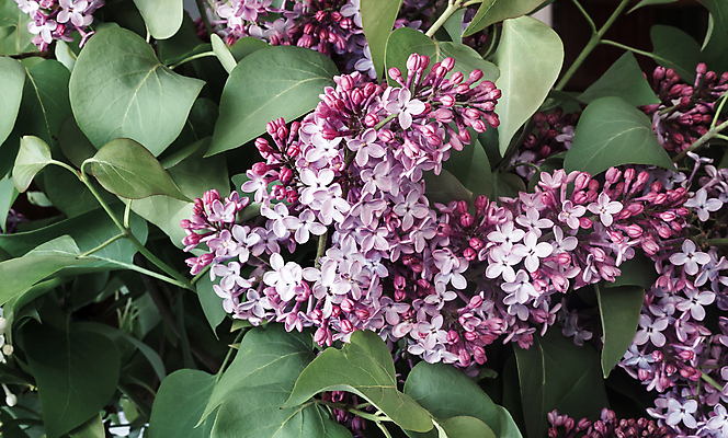 포토 JPG 해외이미지 나무 식물 계절 공원 꽃잎 꽃 꽃다발 백그라운드 잎 꽃무늬 자연 사람없음 야외 장식 초록색 여름 뷰티 정원 보라색 봄 벚꽃 흰색 나뭇가지 신선 개화 다발 라일락 진통제 카피스페이스 해외포토 공공시설 컬러 무늬 약 공백 생태계 파일형식 이미지허브