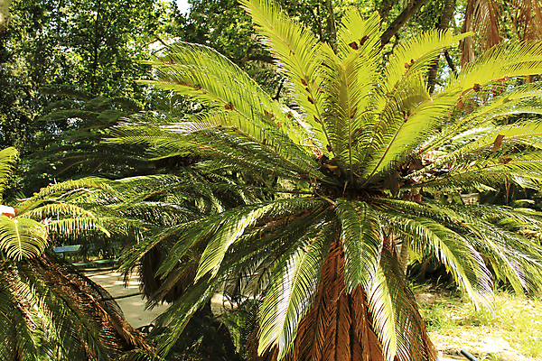 포토 JPG 해외이미지 나무 식물 공원 꽃 줄기 잎 패턴 자연 왕관 종류 손바닥 씨앗 사람없음 장식 초록색 컬러풀 정원 성장 벚꽃 신선 개화 묘사 원예 질감 원뿔 내추럴 이국적 해외포토 도형 손 공공시설 컬러 무늬 취미 생태계 파일형식 이미지허브
