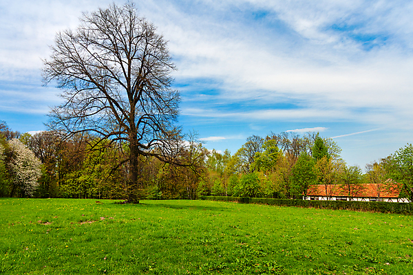 포토 JPG 해외이미지 나무 식물 계절 공원 백그라운드 밭 자연 하늘 사람없음 야외 초록색 파란색 환경 정원 봄 벚꽃 숲 내추럴 해외포토 공공시설 꽃 컬러 농업 생태계 파일형식 이미지허브