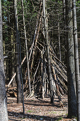 포토 JPG 해외이미지 나무 식물 공원 벽 백그라운드 캐나다 자연 건조 사람없음 야외 목재 초록색 갈색 환경 정원 봄 나뭇가지 죽음 소나무 숲 오브젝트 나무껍질 내추럴 땅바닥 생태학 옛날 해외포토 계절 공공시설 교육 컬러 북아메리카 재료 바닥 껍질 생태계 파일형식 이미지허브