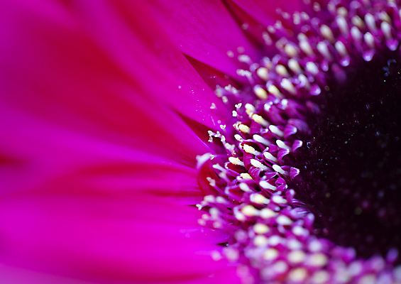 포토 JPG 해외이미지 스튜디오촬영 식물 꽃 자연 사람없음 성장 해외포토 실내 생태계 파일형식 이미지허브