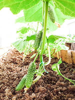 포토 JPG 해외이미지 나무 식물 계절 음식 줄기 백그라운드 잎 밭 농업 채소 자연 오이 건강 사람없음 야외 초록색 농작물 농장 정원 봄 성장 벚꽃 나뭇가지 신선 작음 유기농 원예 내추럴 땅바닥 모종 밭일 온실 채식주의자 세련 해외포토 웰빙 꽃 산업 컬러 바닥 취미 크기 생태계 채식 파일형식 이미지허브