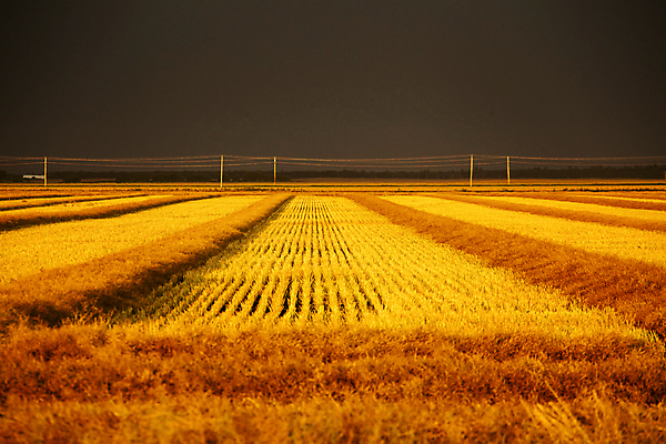 포토 JPG 해외이미지 캐나다 경고 사람없음 농작물 어둠 시골 위험 장면 폭풍 해외포토 컨셉 북아메리카 농업 날씨 파일형식 이미지허브