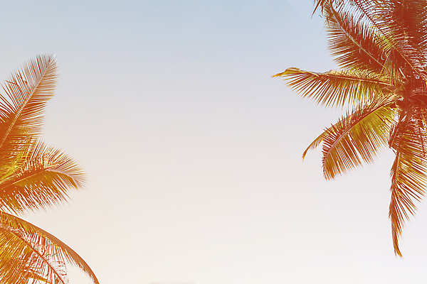 포토 JPG 해외이미지 주간 하늘 사람없음 야외 여름 야자수 여름풍경 야자수잎 해외포토 자연요소 나무 계절 잎 풍경 파일형식 여름_계절 이미지허브