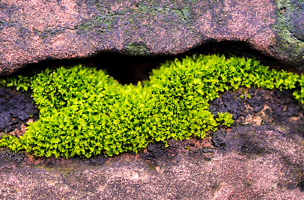 포토 JPG 해외이미지 계절 공원 백그라운드 잎 자연 이끼 사람없음 야외 초록색 물 빛 뷰티 환경 정원 맑음 봄 성장 신선 해조류 숲 내추럴 양치류 해외포토 자연요소 식물 공공시설 컬러 날씨 해양식물 생태계 파일형식 이미지허브
