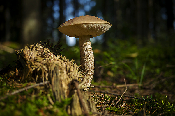 포토 JPG 해외이미지 나무 식물 계절 음식 백그라운드 잎 다이어트 재료 자연 이끼 사람없음 야외 목재 초록색 갈색 환경 버섯 성장 흰색 신선 숲 유기농 날것 비네팅 내추럴 곰팡이 그물버섯 땅바닥 식용 채식주의자 캡모자 해외포토 모자_잡화 웰빙 컬러 바닥 촬영기법 건강 생태계 채식 파일형식 이미지허브