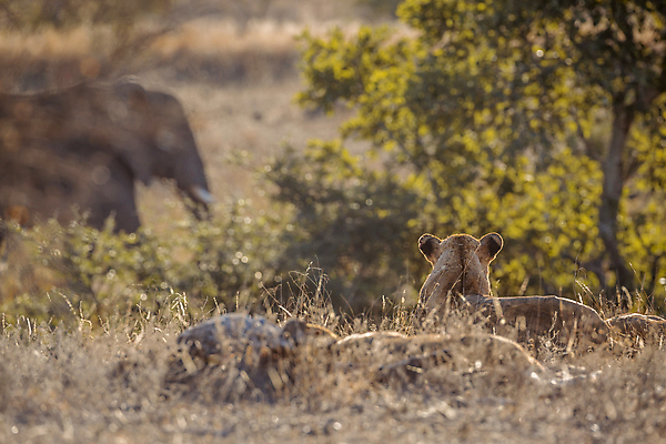 포토 JPG 해외이미지 동물 야생동물 포유류 아프리카 자연 코끼리 국립공원 사람없음 가로 관광지 고양이 황무지 보호 위험 사자 사파리 육식동물 경보 남아프리카 보츠와나 보호구역 해외포토 멸종위기종 공원 나라 여행 컨셉 반려동물 생태계 구역 파일형식 이미지허브