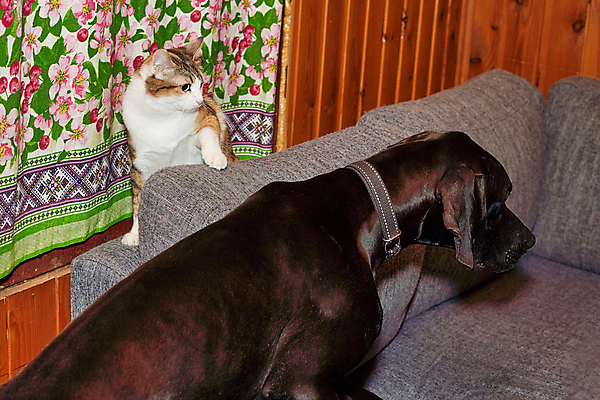 포토 JPG 해외이미지 동물 커플 2 포유류 놀이 휴식 털 함께함 사람없음 친구 반려동물 믿음 검은색 고양이 놀람 우정 회색 자신감 개 보호 큼 무서움 사냥개 송곳니 기르기 돌봄 해외포토 감정 컬러 컨셉 관계 모션 표정 치아 크기 파일형식 이미지허브