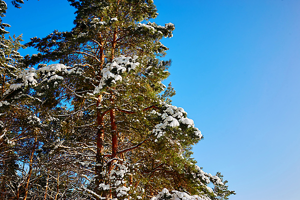포토 JPG 해외이미지 나무 식물 계절 공원 여행 백그라운드 크리스마스 겨울 자연 하늘 날씨 파노라마 풍경 사람없음 야외 목재 초록색 파란색 태양 맑음 냉동 얼음 추위 흰색 나뭇가지 신선 소나무 정상 숲 언덕 서리 장면 침엽수 전나무 1월 내추럴 폭설 눈내림 가문비나무 해외포토 자연요소 공공시설 기념일 컬러 재료 눈_날씨 촬영기법 날짜 자연재해 생태계 파일형식 이미지허브