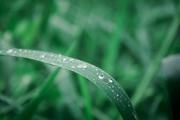 포토 JPG 해외이미지 식물 라이프스타일 계절 꽃 백그라운드 단풍 잎 겨울 자연 아침 날씨 추상 사람없음 아웃포커스 가로 물 빛 컬러풀 햇빛 뷰티 환경 거품 젖음 성장 신선 액체 떨어짐 이슬 빗방울 사회이슈 순수 환경보전 유기농 해외포토 주간 자연요소 웰빙 컬러 컨셉 무늬 촬영기법 생활 태양 비_날씨 생태계 파일형식 이미지허브