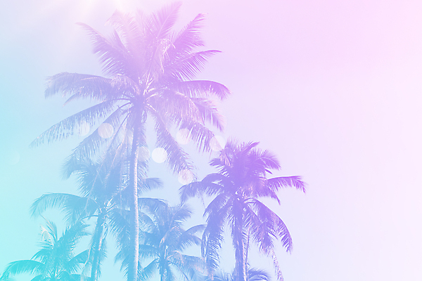 포토 JPG 해외이미지 주간 하늘색 하늘 사람없음 야외 여름 야자수 보라색 여름풍경 그라데이션 해외포토 자연요소 나무 계절 컬러 풍경 파란색 파일형식 여름_계절 이미지허브