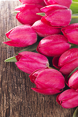 포토 JPG 해외이미지 여러송이 봄꽃 실내 사람없음 튤립 나무배경 해외포토 꽃 다수 백그라운드 내부 봄 파일형식 이미지허브