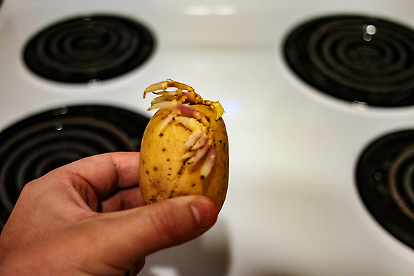 포토 JPG 해외이미지 식물 음식 빵 백그라운드 농업 다이어트 채소 자연 디저트 새로움 감자 건강 이집트 요리 사람없음 농장 갈색 노란색 정원 검은색 칠판 봄 빵집 튀김 수확 신선 달콤 맛 굽기 먹기 싱글 유기농 날것 뿌리 내추럴 녹말 밭일 생식 채식주의자 탄수화물 페스츄리 비건 해외포토 웰빙 계절 산업 컬러 컨셉 모션 아프리카 상점 구이 생태계 채식 파일형식 이미지허브