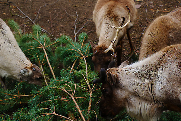 포토 JPG 해외이미지 나무 동물 계절 공원 여자 남자 야생동물 음식 백그라운드 크리스마스 겨울 포유류 자연 날씨 사슴 뿔 서기 사람없음 야외 목재 빨간색 초록색 갈색 달러 냉동 추위 흰색 소나무 황무지 숲 먹이 12월 먹기 서리 엽서 장면 내추럴 순록 암사슴 눈내림 해외포토 식물 공공시설 기념일 컬러 돈 재료 모션 눈_날씨 사람 날짜 암컷 편지 생태계 파일형식 이미지허브
