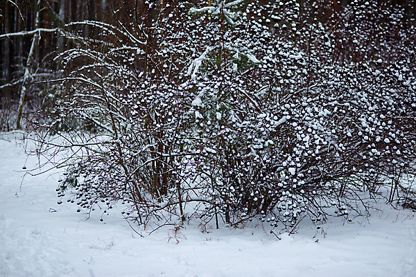 포토 JPG 해외이미지 나무 식물 계절 공원 꽃 백그라운드 크리스마스 겨울 밭 자연 하늘 날씨 풍경 사람없음 야외 파란색 빛 컬러풀 뷰티 얼음 젖음 추위 덮개 흰색 나뭇가지 신선 눈송이 닫기 숲 12월 갑판 허브 언덕 질감 암초 흐림 내추럴 뒤뜰 겨울풍경 해외포토 자연요소 공공시설 기념일 컬러 농업 배_교통 모션 눈_날씨 뚜껑 날짜 생태계 파일형식 이미지허브
