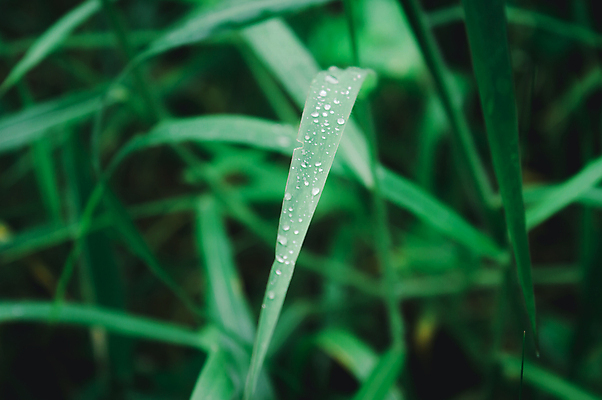 포토 JPG 해외이미지 식물 라이프스타일 계절 꽃 백그라운드 단풍 잎 겨울 자연 아침 날씨 추상 사람없음 아웃포커스 가로 물 여름 빛 컬러풀 햇빛 뷰티 환경 거품 젖음 성장 신선 액체 떨어짐 이슬 빗방울 사회이슈 순수 환경보전 유기농 해외포토 주간 자연요소 웰빙 컬러 컨셉 무늬 촬영기법 생활 태양 비_날씨 생태계 파일형식 이미지허브