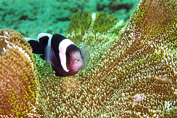 포토 JPG 해외이미지 동물 아시아 야생동물 바다 자연 어류 사람없음 컬러풀 뷰티 환경 바닷속 수중 다양 산호 판다 잠수함 생태계 다이빙 생물학 인도네시아 지느러미 암초 깊이 동물상 생태학 해외포토 교육 나라 컬러 다수 곰 조형물 수영 수중동물 자포동물 수중스포츠 파일형식 이미지허브
