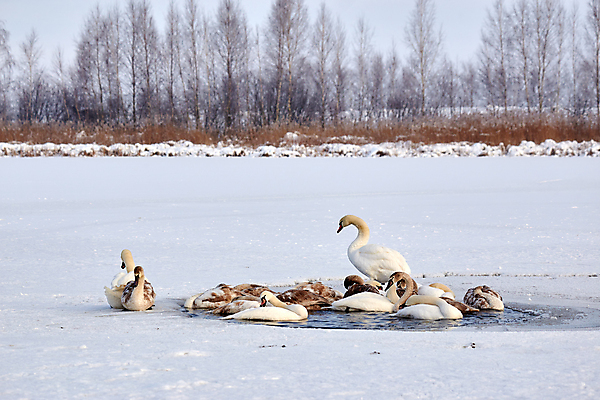 포토 JPG 해외이미지 동물 1 여자 호수 야생동물 백그라운드 겨울 배낭 자연 조류 날씨 사람 사람없음 야외 물 파란색 강 뷰티 평화 냉동 얼음 수영 침묵 회색 추위 흰색 연못 우아함 깃털 서리 백조 팩 내추럴 카피스페이스 해외포토 자연요소 계절 컬러 컨셉 가방 소리 화장품 공백 수상스포츠 생태계 파일형식 이미지허브