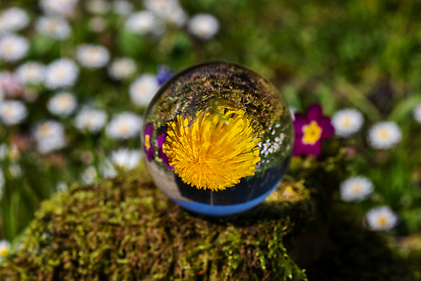 포토 JPG 해외이미지 식물 꽃 로우앵글 백그라운드 잎 자연 이끼 사람없음 야외 초록색 컬러풀 노란색 보라색 봄 벚꽃 바위 흰색 민들레 만족 질감 데이지 해외포토 계절 감정 뷰포인트 컬러 돌_바위 생태계 파일형식 이미지허브