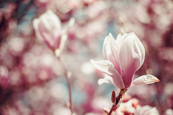 포토 JPG 해외이미지 주간 분홍색 사람없음 야외 아웃포커스 봄 목련 해외포토 자연요소 계절 꽃 컬러 촬영기법 파일형식 이미지허브