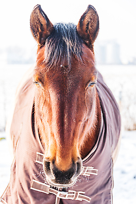 포토 JPG 해외이미지 동물 계절 겨울 밭 오렌지 포장 날씨 사람없음 야외 태양 농경지 갈색 걷기 맑음 가축 추위 안개 흰색 시골 잠 닫기 옷입기 장면 동물상 눈내림 해외포토 자연요소 컬러 농업 과일 모션 눈_날씨 조형물 농장 파일형식 이미지허브