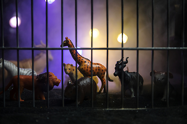 포토 JPG 해외이미지 동물 공원 실루엣 여행 백그라운드 포유류 자연 불 동물원 종류 사람없음 울타리 장난감 숫자 환경 고양이 어둠 미니어처 자유 슬픔 호랑이 그룹 보호 군중 야간 위험 사자 서커스 탈출 감옥 기린 생물학 육식동물 새장 캥거루 멸종 해외포토 자연요소 문자 공공시설 교육 감정 컨셉 촬영기법 사람 담장 반려동물 모형 생태계 케이지 파일형식 이미지허브