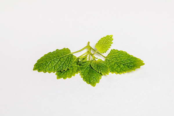 포토 JPG 해외이미지 식물 음식 줄기 백그라운드 잎 꽃무늬 재료 자연 주택 건강 사람없음 초록색 빛 상자 약 주방 정원 주스 성장 흰색 신선 양념 조미료 차 맛 약국 레몬 민트 허브 향신료 유기농 향기 냄새 아로마 아로마테라피 테라피 고립 진짜 스피아민트 해외포토 웰빙 꽃 음료 컬러 컨셉 무늬 과일 의학 건물 뷰티 생태계 향미료 파일형식 이미지허브