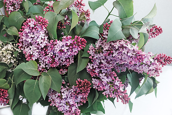 포토 JPG 해외이미지 나무 식물 계절 공원 꽃잎 꽃 꽃다발 백그라운드 잎 꽃무늬 자연 사람없음 야외 장식 초록색 여름 뷰티 정원 보라색 봄 벚꽃 흰색 나뭇가지 개화 다발 라일락 진통제 카피스페이스 해외포토 공공시설 컬러 무늬 약 공백 생태계 파일형식 이미지허브