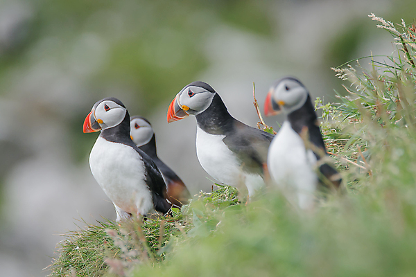 포토 JPG 해외이미지 동물 유럽 야생동물 바다 섬 여행 자연 조류 추상 아이슬란드 국립공원 해변 사람없음 야외 물 환경 주먹 광대 원형 황무지 보호 북극 빙하 부리 앵무새 북쪽 서식지 식민지 해외포토 자연요소 도형 공원 나라 컨셉 무늬 모션 극지방 방향 생태계 파일형식 이미지허브