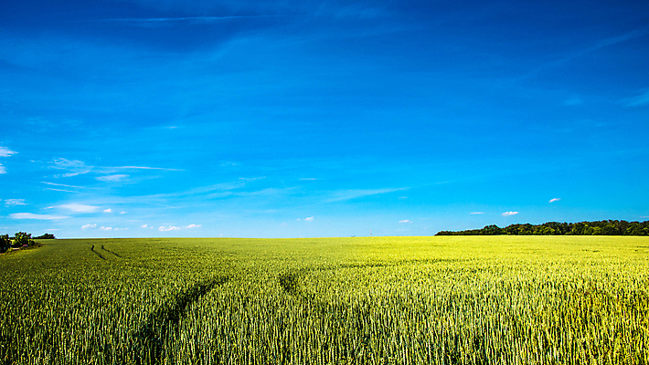 포토 JPG 해외이미지 식물 계절 꽃 행복 백그라운드 잎 밭 농업 자연 하늘 추상 건강 파노라마 사람없음 야외 초록색 빛 농작물 농장 노란색 평화 일출 환경 맑음 침묵 고요 일몰 봄 시골 변화 황금 낟알 땅 시리얼 밀 뿌리기 조용 부활 마법 밭일 해외포토 감정 산업 음식 컬러 컨셉 무늬 모션 날씨 곡류 촬영기법 노을 소리 생태계 파일형식 이미지허브