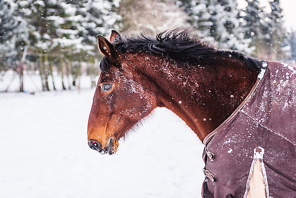 포토 JPG 해외이미지 동물 계절 겨울 밭 오렌지 포장 날씨 사람없음 야외 태양 농경지 갈색 걷기 맑음 가축 일몰 추위 안개 흰색 시골 닫기 옷입기 장면 동물상 눈내림 해외포토 자연요소 컬러 농업 과일 모션 눈_날씨 조형물 농장 노을 파일형식 이미지허브